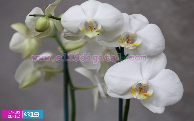 orquideas